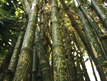 Close-up of bamboo stalks with carved patterns Photo by gryffyn m on Unsplash Close-up of bamboo stalks with carved patterns Photo by gryffyn m on Unsplash