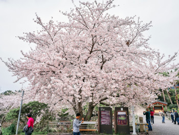 Sakura in full bloom at Maruyama Park Photo by kim sung jin on Unsplash Sakura in full bloom at Maruyama Park Photo by kim sung jin on Unsplash