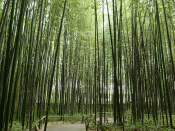 Bamboo grove trail with no crowds. Photo by Siborey Sean on Unsplash Bamboo grove trail with no crowds. Photo by Siborey Sean on Unsplash