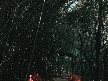 A winding path through dense bamboo forest. Photo by Eduardo Gutierrez on Unsplash A winding path through dense bamboo forest. Photo by Eduardo Gutierrez on Unsplash