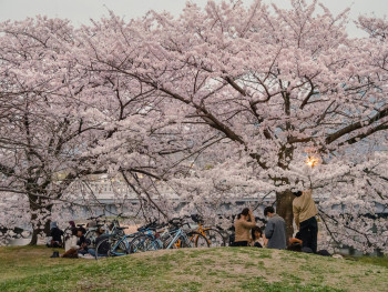 Families having picnics under blooming cherry trees Photo by YANGHONG YU on Unsplash Families having picnics under blooming cherry trees Photo by YANGHONG YU on Unsplash