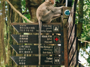 Visitors observing Japanese macaques at the monkey park viewing area with safety guidelines posted Photo by Luiz Guimaraes on Unsplash Visitors observing Japanese macaques at the monkey park viewing area with safety guidelines posted Photo by Luiz Guimaraes on Unsplash