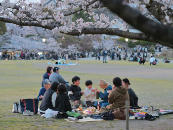 Locals enjoying green tea under cherry blossoms Photo by Gavin Li on Unsplash Locals enjoying green tea under cherry blossoms Photo by Gavin Li on Unsplash