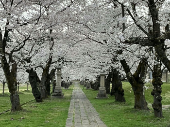 Stone path lined with cherry trees in a quiet residential area Photo by Akaneya Ruruca on Unsplash Stone path lined with cherry trees in a quiet residential area Photo by Akaneya Ruruca on Unsplash