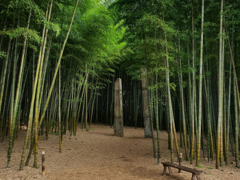 Small mountain shrine surrounded by towering bamboo stalks. Photo by Kap on Unsplash Small mountain shrine surrounded by towering bamboo stalks. Photo by Kap on Unsplash