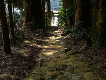Forest path leading to mountain temple with dappled sunlight through trees Photo by Kouji Tsuru on Unsplash Forest path leading to mountain temple with dappled sunlight through trees Photo by Kouji Tsuru on Unsplash