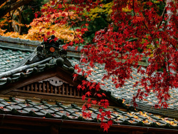 Maple trees in peak autumn color with traditional temple rooflines below Photo by Diana Lisunova on Unsplash Maple trees in peak autumn color with traditional temple rooflines below Photo by Diana Lisunova on Unsplash