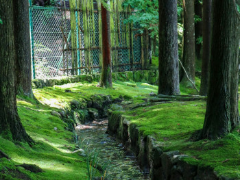 Moss-covered garden with dappled sunlight filtering through ancient trees Photo by Jonathan Phelps on Unsplash Moss-covered garden with dappled sunlight filtering through ancient trees Photo by Jonathan Phelps on Unsplash