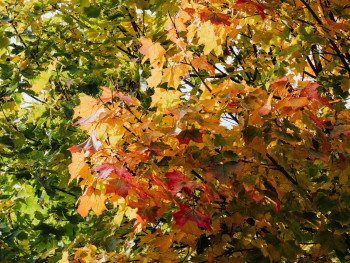 Gradient of autumn colors from green to gold to red across a hillside. Photo by Kaboompics.com on Pexels
