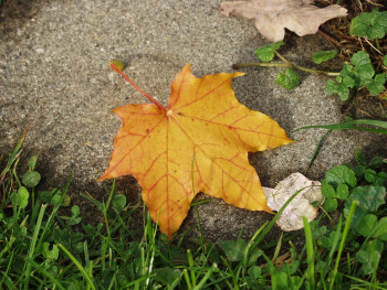 Single perfect maple leaf held against temple stone. Photo by Noir on Pixabay