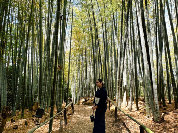 Towering bamboo stalks with autumn light filtering through. Towering bamboo stalks with autumn light filtering through.