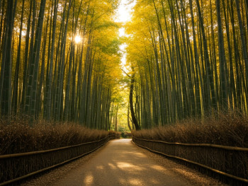 Arashiyama Bamboo grove path with dappled autumn light.
