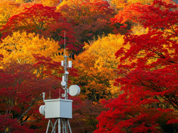 Weather monitoring station among autumn trees