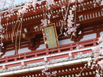 Cherry blossoms framing Kyoto's traditional architecture during spring season Photo by Yu Kato on Unsplash Cherry blossoms framing Kyoto's traditional architecture during spring season Photo by Yu Kato on Unsplash