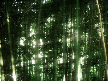 Late afternoon light in bamboo forest Photo by Alicja Podstolska on Unsplash Late afternoon light in bamboo forest Photo by Alicja Podstolska on Unsplash