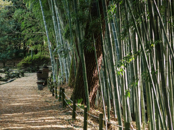 Sunlight filtering through bamboo stalks creating patterns on a stone path Photo by Kelsey He on Unsplash Sunlight filtering through bamboo stalks creating patterns on a stone path Photo by Kelsey He on Unsplash