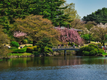 Traditional Japanese garden landscape at Shinjuku Gyoen : Photo by Travel with Lenses: Pexels Traditional Japanese garden landscape at Shinjuku Gyoen : Photo by Travel with Lenses: Pexels