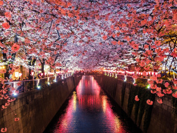 Cherry Blossom trees in bloom along Meguro River: Photo by Sora Sagano on Unsplash Cherry Blossom trees in bloom along Meguro River: Photo by Sora Sagano on Unsplash