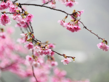 Sakuras in the rain: Image by MYCCF from Pixabay Sakuras in the rain: Image by MYCCF from Pixabay