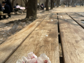 Cherry blossoms on Empty Park Bench: Photo by VIrginia Lam on Unsplash Cherry blossoms on Empty Park Bench: Photo by VIrginia Lam on Unsplash