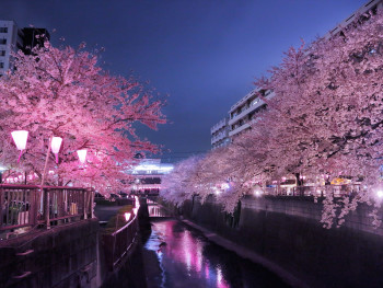 Night illumination of cherry blossoms. Photo by ayumi kubo on Unsplash Night illumination of cherry blossoms. Photo by ayumi kubo on Unsplash