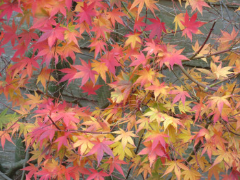 Close-up of Japanese maple leaves in various stages of autumn color change. Image by Chris from Unsplash Close-up of Japanese maple leaves in various stages of autumn color change. Image by Chris from Unsplash