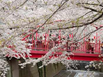 Cherry Blossoms in Nakameguro. Photo by KimonBerlin via Wikicommons Cherry Blossoms in Nakameguro. Photo by KimonBerlin via Wikicommons
