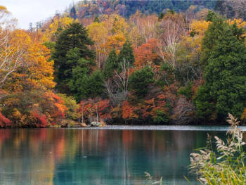Nishinomaru Garden in autumn with maple trees Nishinomaru Garden in autumn with maple trees