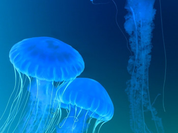 Ethereal jellyfish display with colorful lighting.Image by Florenz Villegas from Pixabay Ethereal jellyfish display with colorful lighting.Image by Florenz Villegas from Pixabay