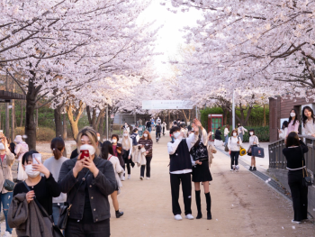 Office workers having hanami party under cherry blossoms Office workers having hanami party under cherry blossoms