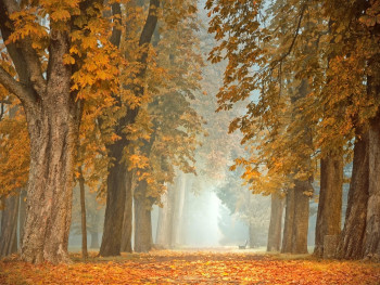 Gokuraku Jodo Garden in early autumn Image by Peggychoucair from Pixabay Gokuraku Jodo Garden in early autumn Image by Peggychoucair from Pixabay