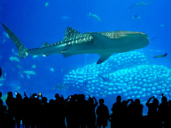 Massive main tank at Osaka Aquarium Kaiyukan with whale sharks swimming and visitors silhouetted against the blue water Photo by yao oo on Unsplash Massive main tank at Osaka Aquarium Kaiyukan with whale sharks swimming and visitors silhouetted against the blue water Photo by yao oo on Unsplash