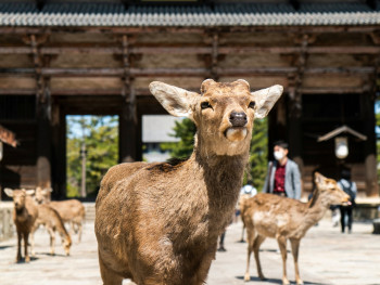Guests walking peacefully near Nara deer in park setting, ancient pagoda visible in background Photo by David Emrich on Unsplash Guests walking peacefully near Nara deer in park setting, ancient pagoda visible in background Photo by David Emrich on Unsplash