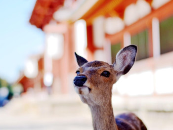 Deer in Nara Park with traditional buildings visible in background. Image by we-o_rd35tvbcfz2ww3poa from Pixabay Deer in Nara Park with traditional buildings visible in background. Image by we-o_rd35tvbcfz2ww3poa from Pixabay