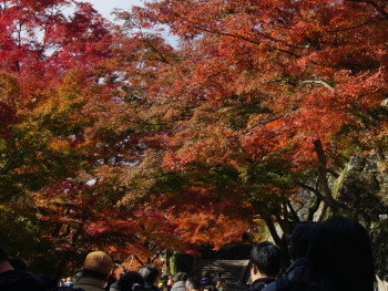 A peaceful final scene showing visitors and locals sharing autumn spaces together, demonstrating how the season brings people together in appreciation of natural beauty Photo by Syadza Salsabyla on Unsplash A peaceful final scene showing visitors and locals sharing autumn spaces together, demonstrating how the season brings people together in appreciation of natural beauty Photo by Syadza Salsabyla on Unsplash