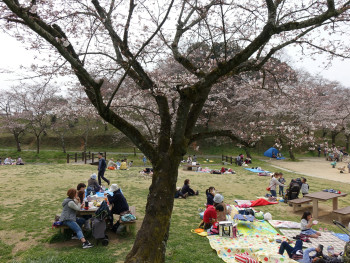 Hanami picnics under cherry trees in Maruyama Park Photo by Arthur Tseng on Unsplash Hanami picnics under cherry trees in Maruyama Park Photo by Arthur Tseng on Unsplash