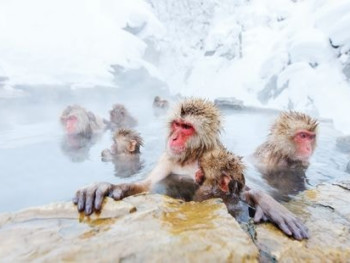 Snow monkeys relaxing in natural springs Snow monkeys relaxing in natural springs