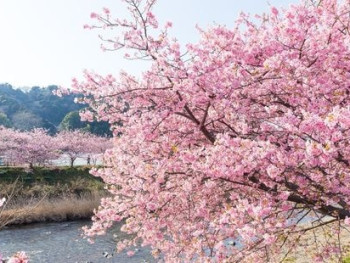 Kawazu Sakura Kawazu Sakura
