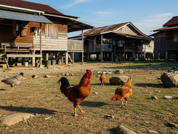 Free-roaming chickens in dusty kampong yard Free-roaming chickens in dusty kampong yard