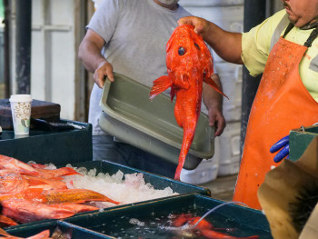 Fresh fish on ice at a Lisbon market counter, vendors weighing the morning catch