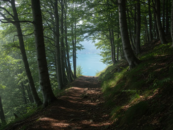Shaded beech trail on Monte Faito with distant bay views Shaded beech trail on Monte Faito with distant bay views
