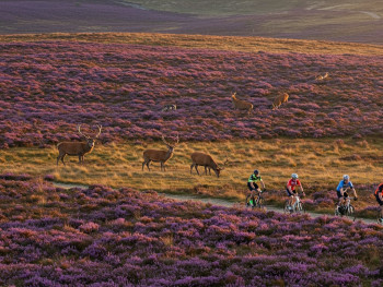 Cyclists on white bikes passing red deer across heaths Cyclists on white bikes passing red deer across heaths