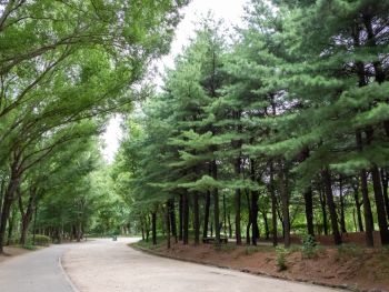 Tranquil Seoul Forest path