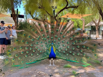Peacocks wandering through Jardim da Estrela park, with families enjoying the sun Peacocks wandering through Jardim da Estrela park, with families enjoying the sun