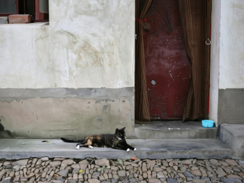 Quiet morning in Alfama, cobblestone streets with a cat lounging on the doorstep Quiet morning in Alfama, cobblestone streets with a cat lounging on the doorstep