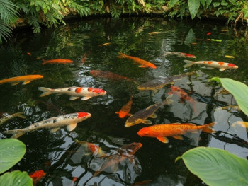 Peaceful tropical plants and koi ponds inside Estufa Fria, with dappled light Peaceful tropical plants and koi ponds inside Estufa Fria, with dappled light
