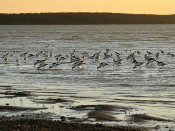 Avocets over salt marsh at golden hour on the Swale estuary Avocets over salt marsh at golden hour on the Swale estuary