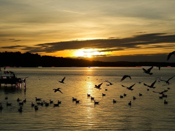 Sunset over Hanningfield Reservoir with birds on the water Sunset over Hanningfield Reservoir with birds on the water
