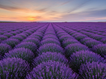 Purple rows at Hitchin Lavender under a soft sunset sky Purple rows at Hitchin Lavender under a soft sunset sky