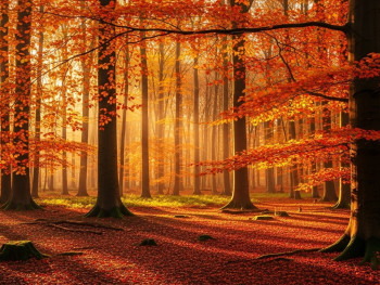 Beech woods at Ashridge glowing copper in late afternoon Beech woods at Ashridge glowing copper in late afternoon